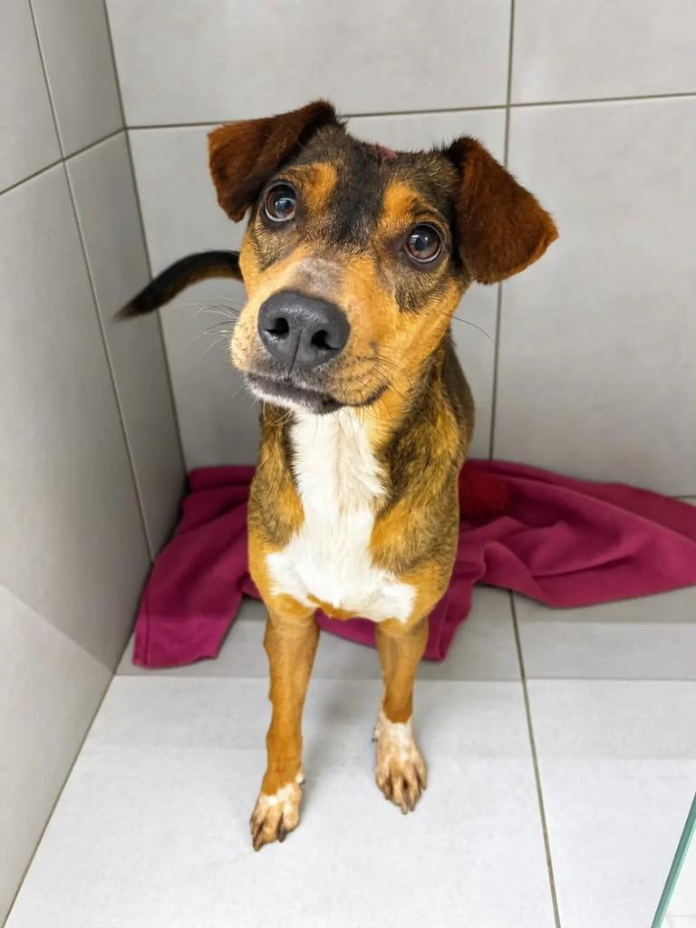 Leonardo, cachorro de porte médio para adoção em Campo Largo - PR