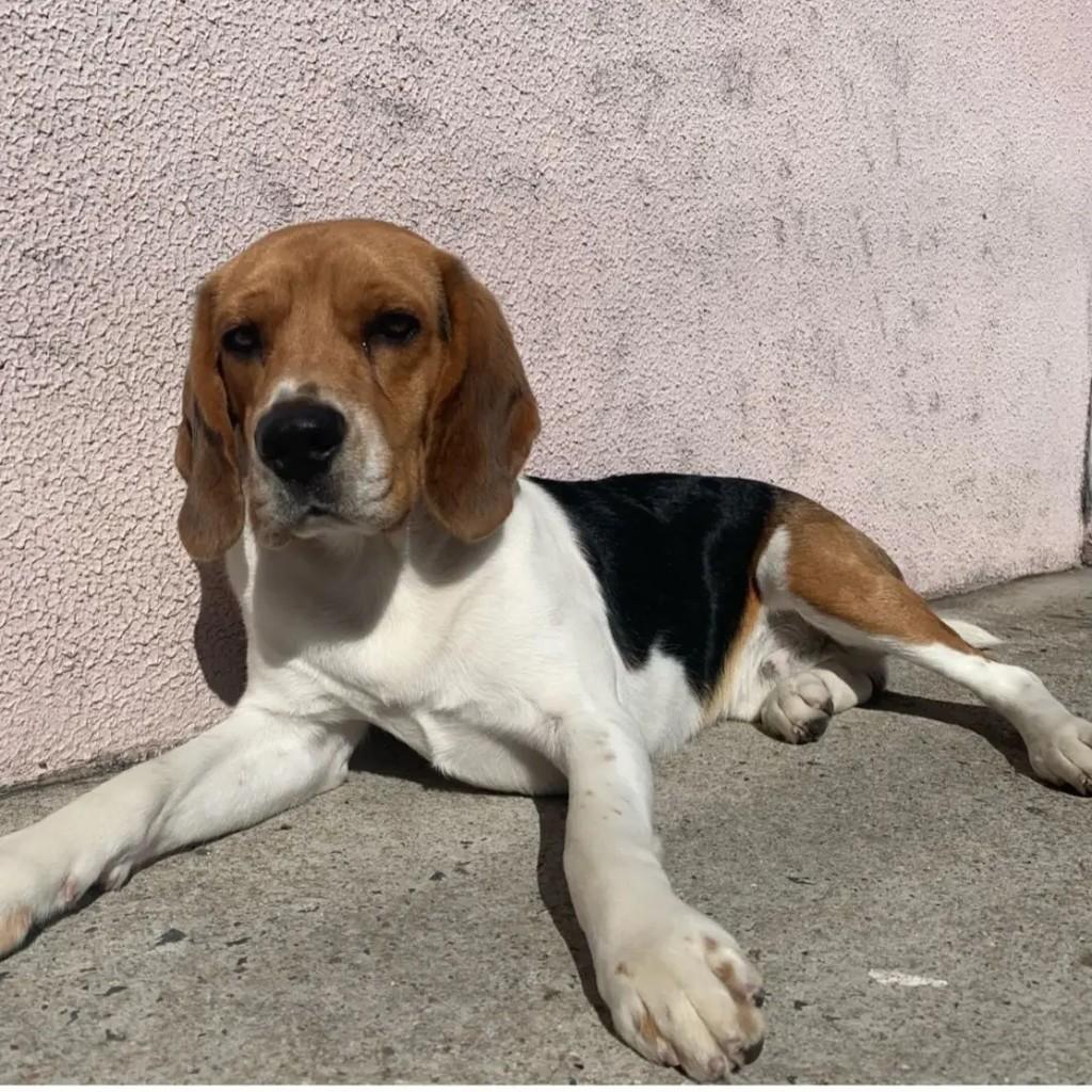 Bob, cachorro de porte médio para adoção em Campo Largo - PR