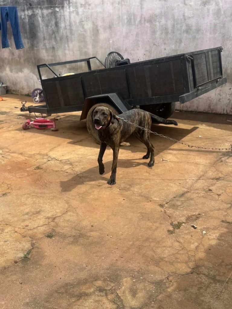 Mocinha, cachorro de porte grande para adoção em Coqueiral - MG