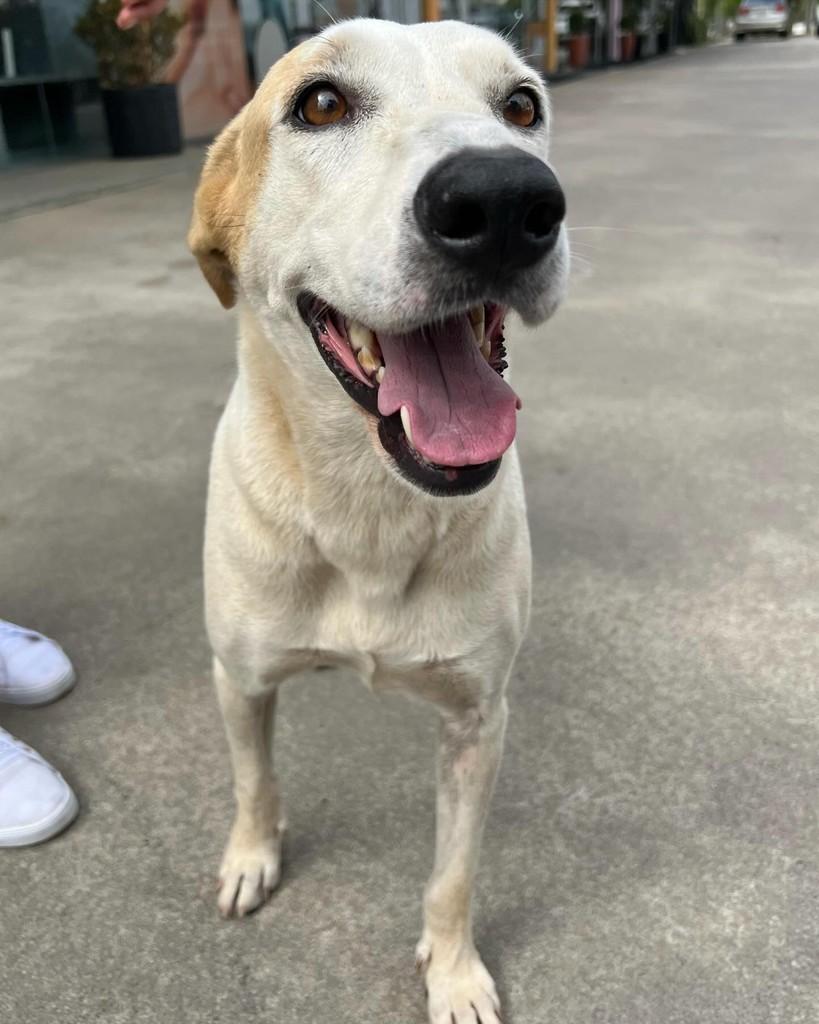 Cristal, cachorro de porte grande para adoção em Barueri - SP