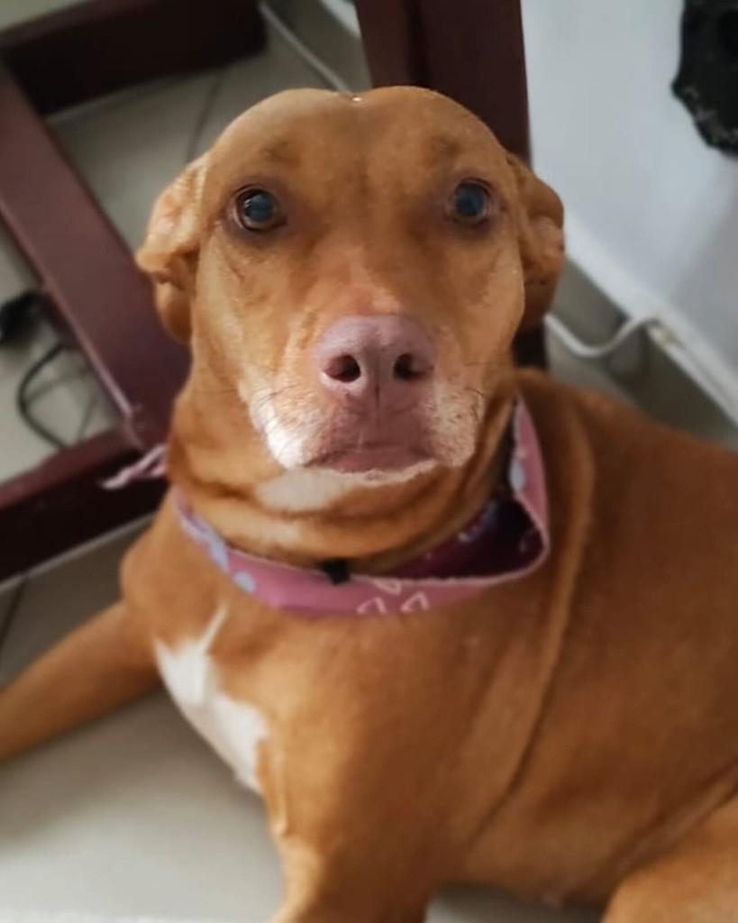 Carminha, cachorro de porte médio para adoção em Barueri - SP