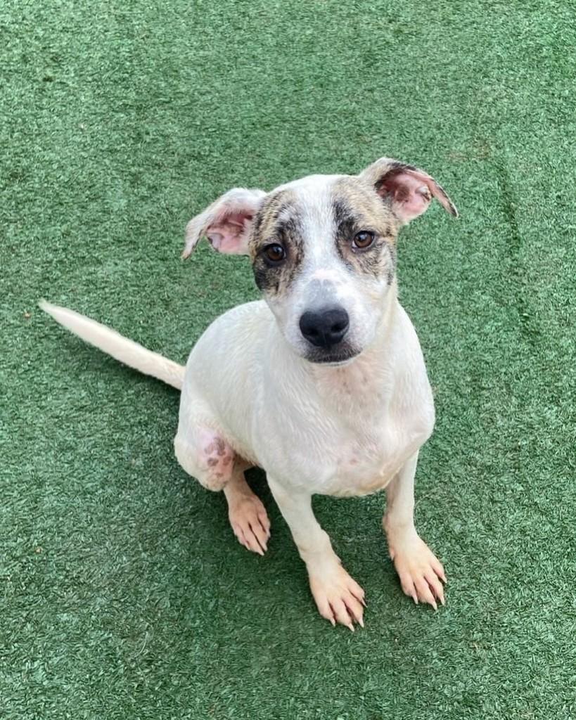 Maurício, cachorro de porte médio para adoção em Barueri - SP