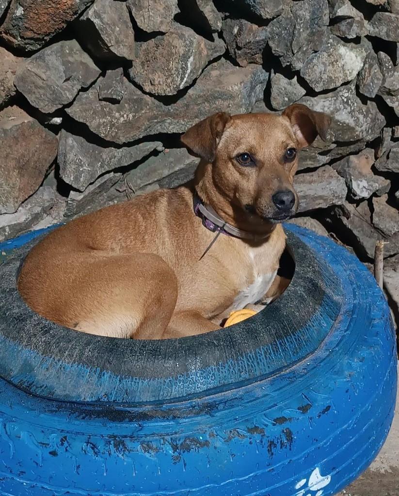 Caramelo, cachorro de porte médio para adoção em Barueri - SP