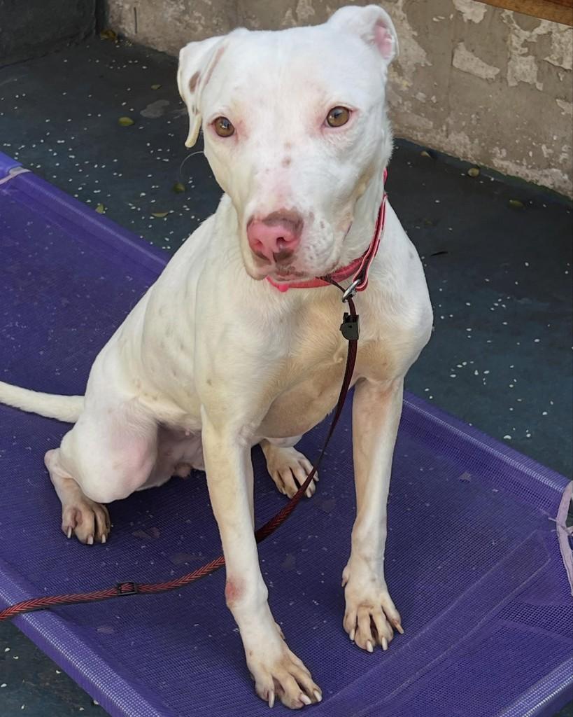 Lua, cachorro de porte grande para adoção em Barueri - SP
