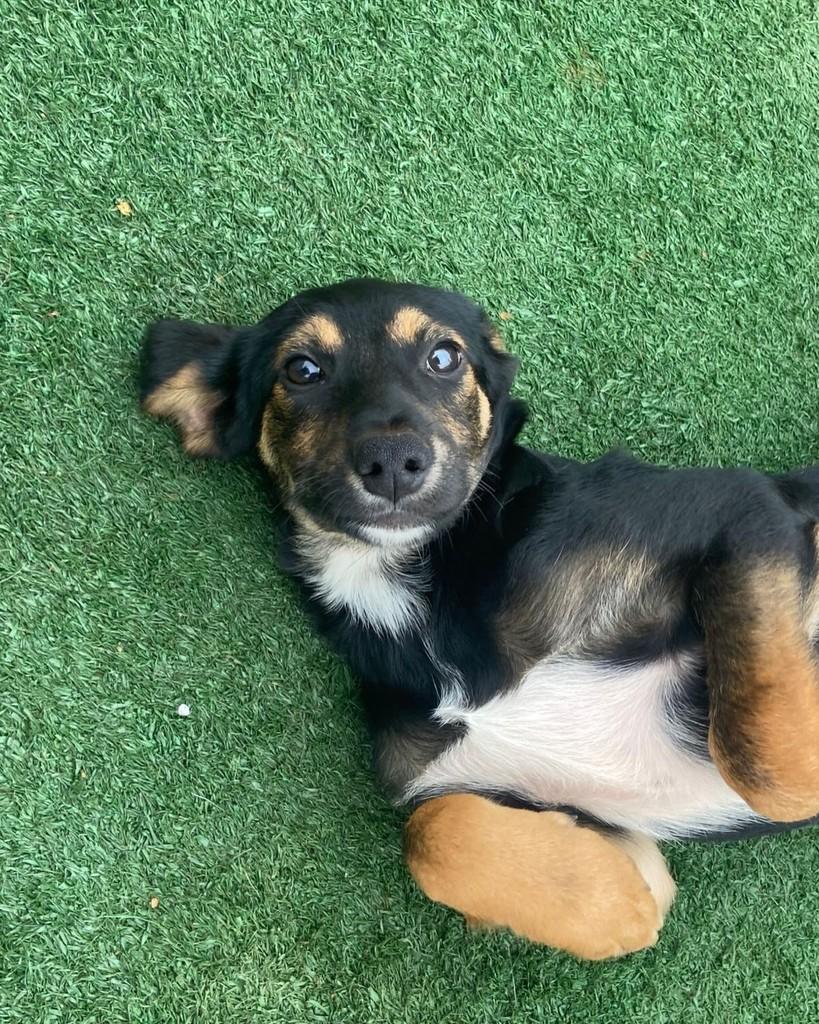 Kevin, cachorro de porte médio para adoção em Barueri - SP