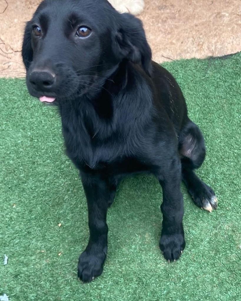 Kiki, cadela de porte médio para adoção em Barueri - SP