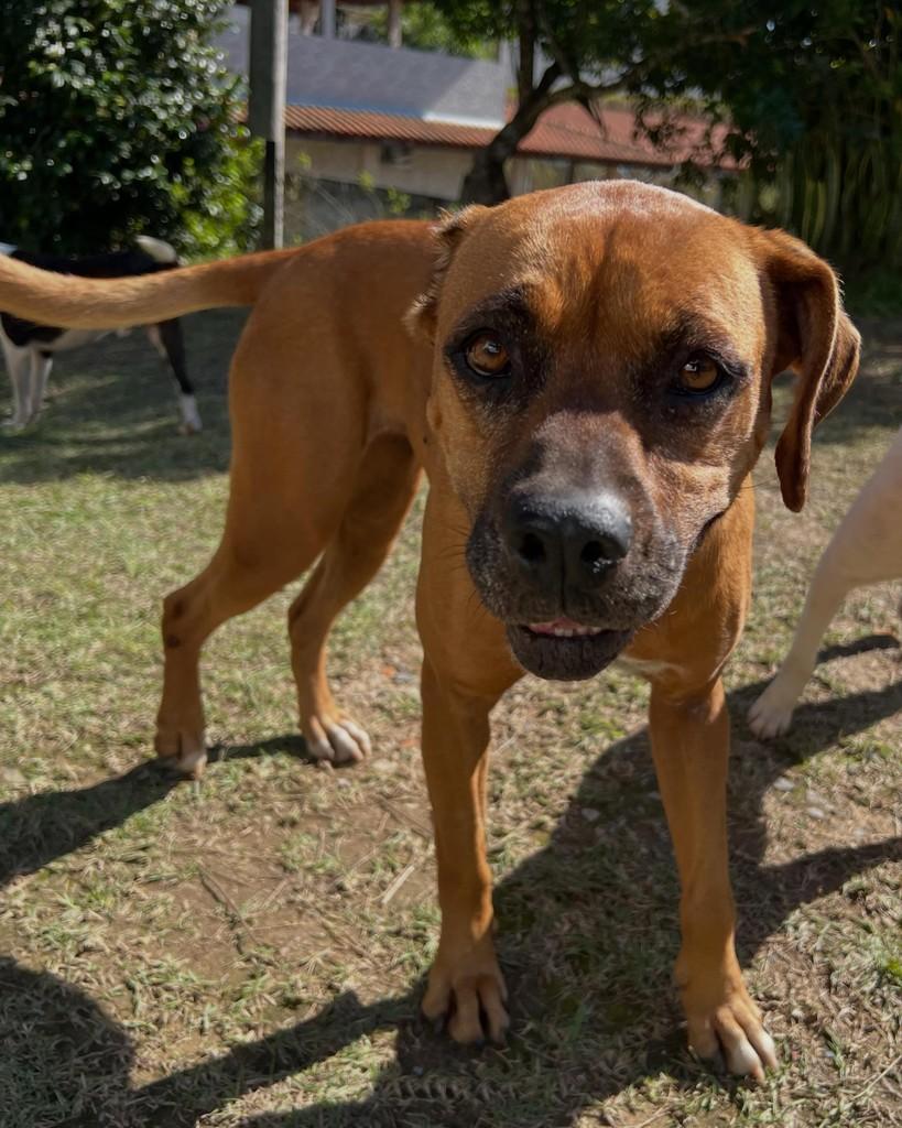 Meredith, cachorro de porte grande para adoção em Barueri - SP