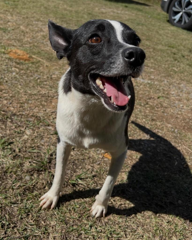 Panda, cachorro de porte pequeno para adoção em Barueri - SP