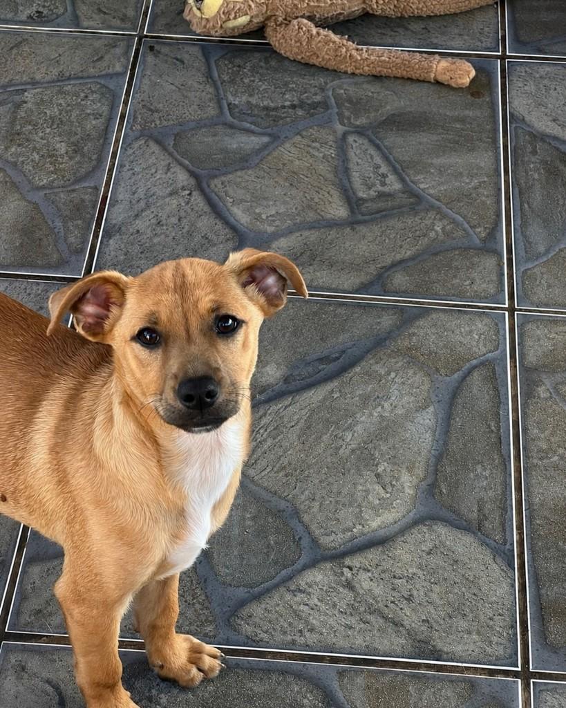 Pingo, cachorro de porte médio para adoção em Barueri - SP