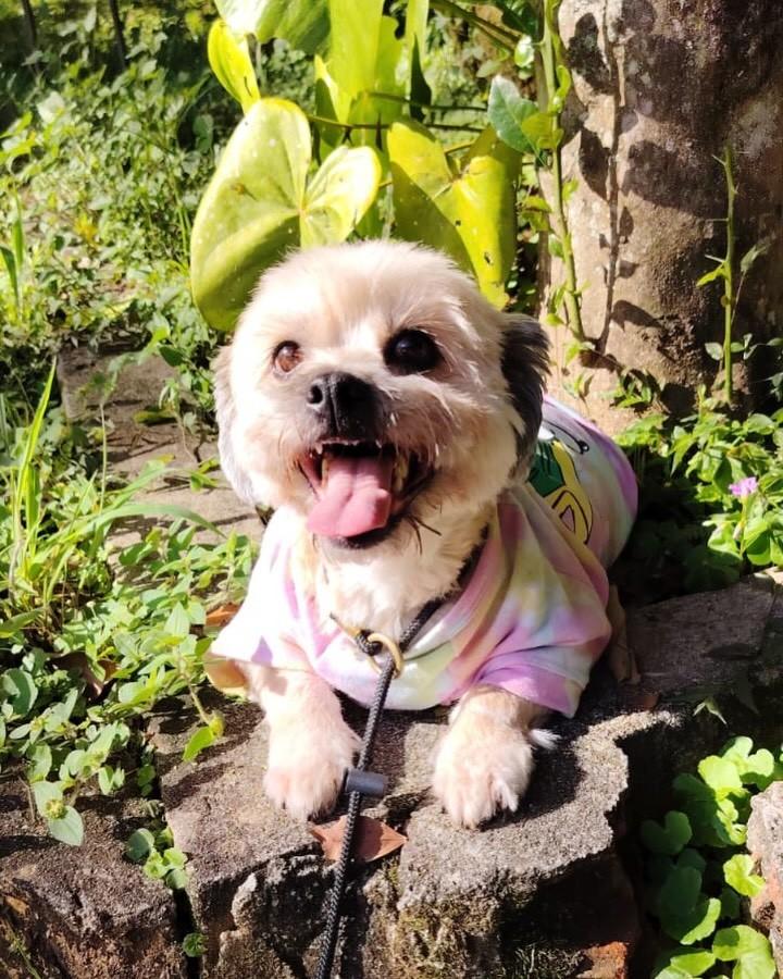 Pedrita, cachorro de porte pequeno para adoção em Barueri - SP