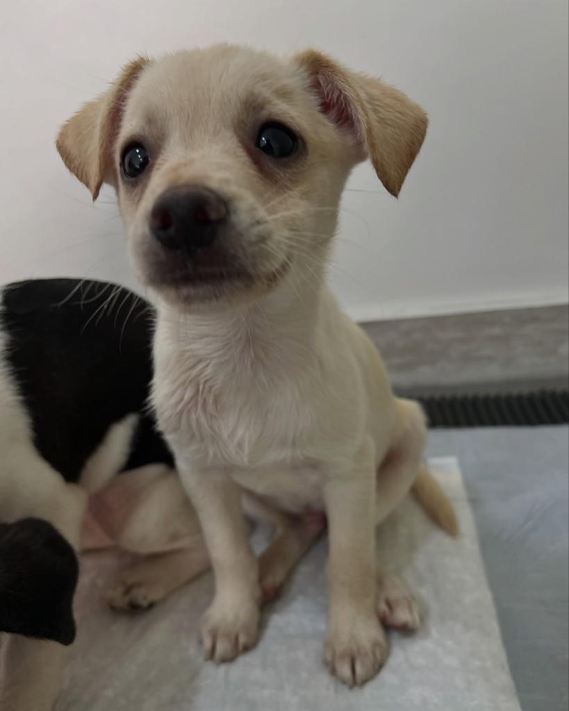 Guaraná, cachorro de porte pequeno para adoção em Barueri - SP