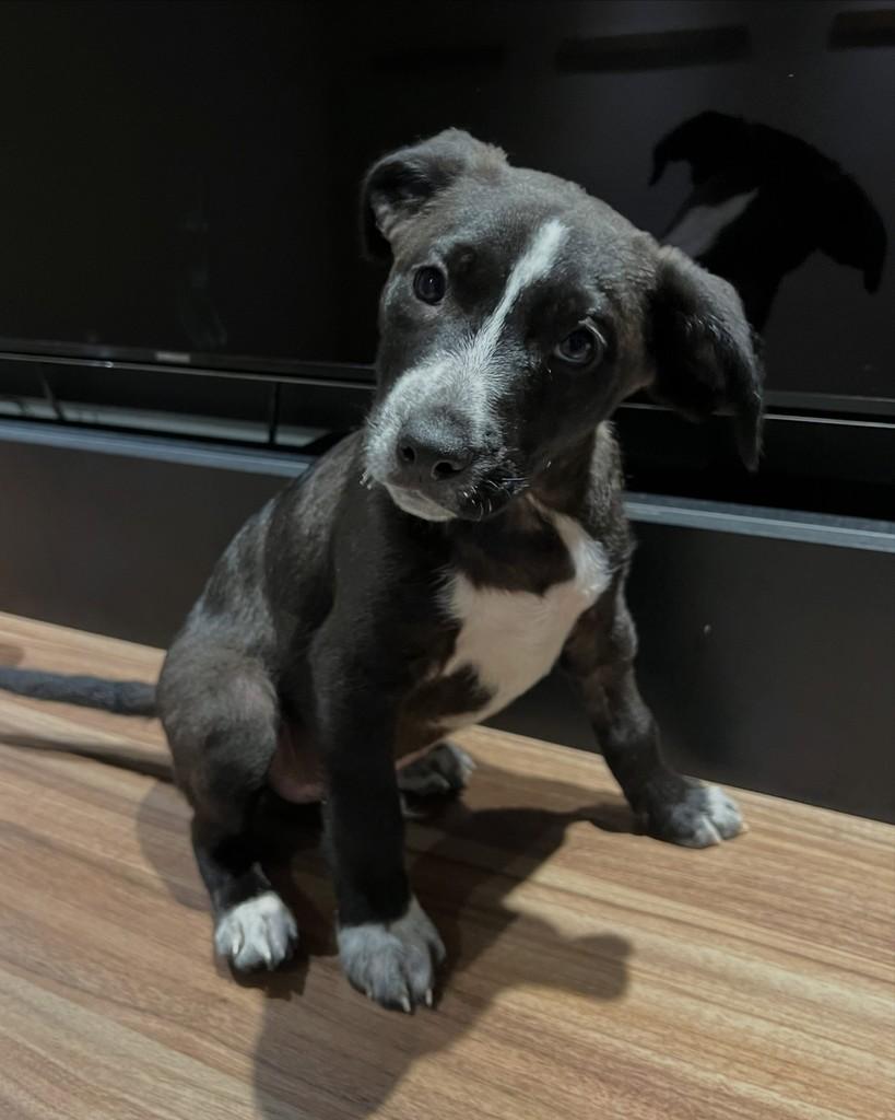 Matteo, cachorro de porte pequeno para adoção em Barueri - SP