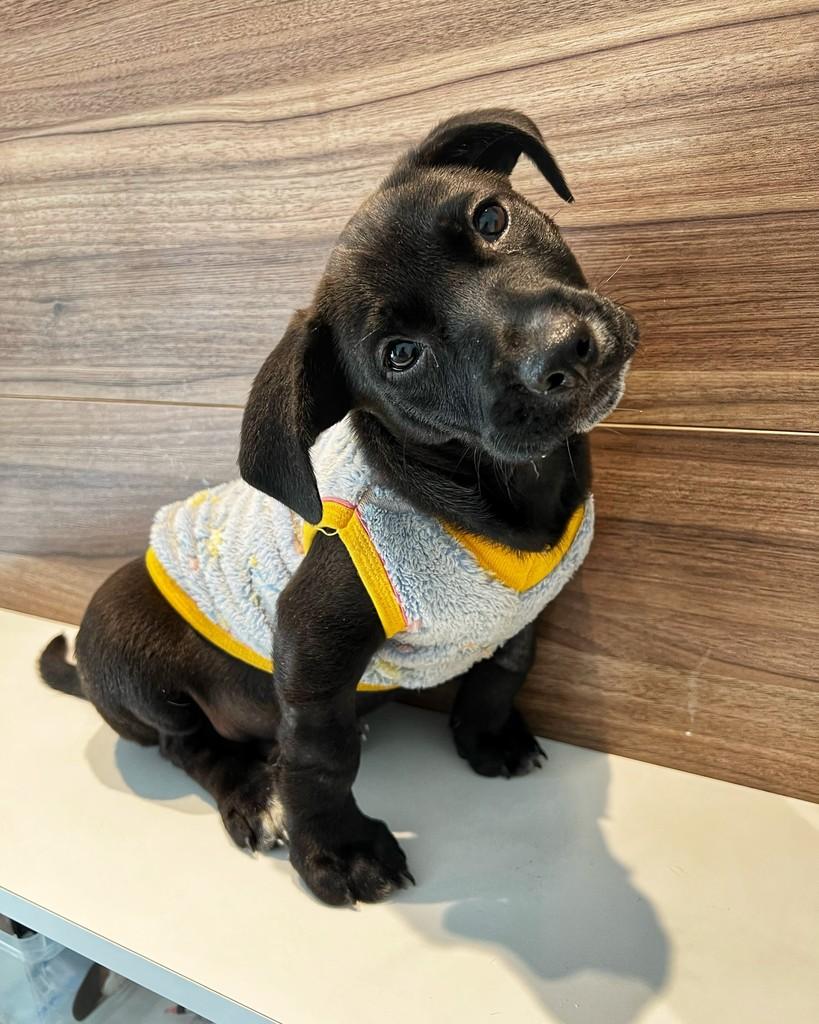 Lucca, cachorro de porte médio para adoção em Barueri - SP
