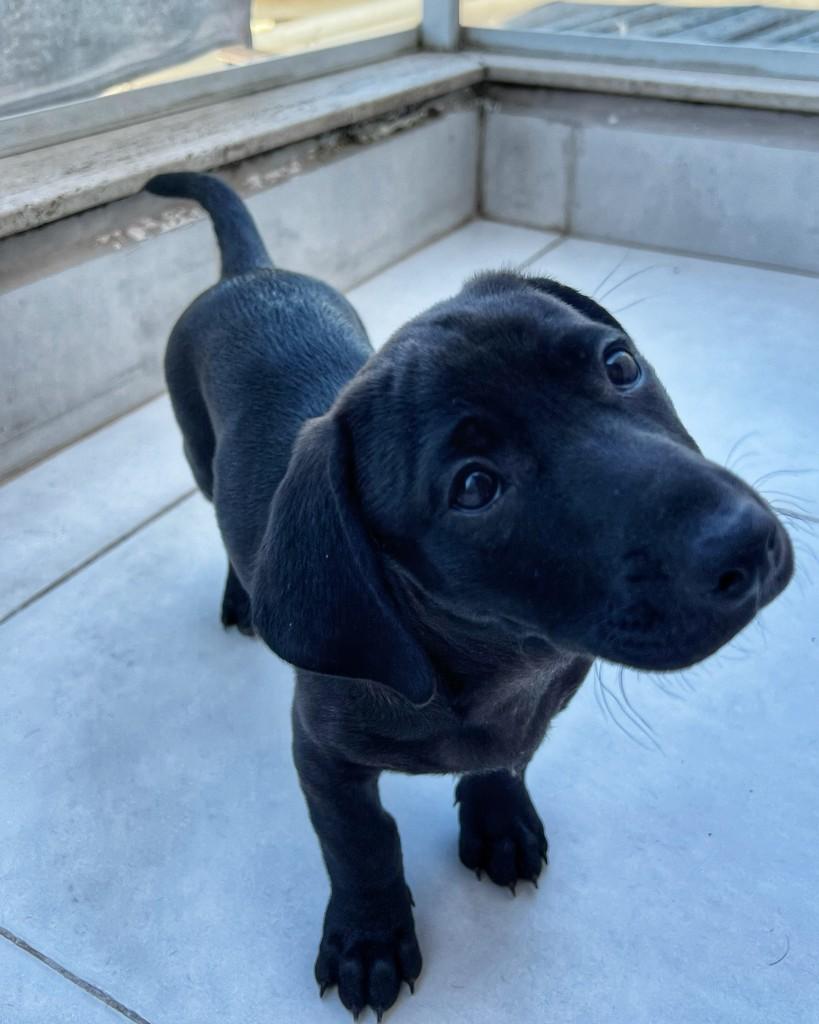 Dante, cachorro de porte pequeno para adoção em Barueri - SP