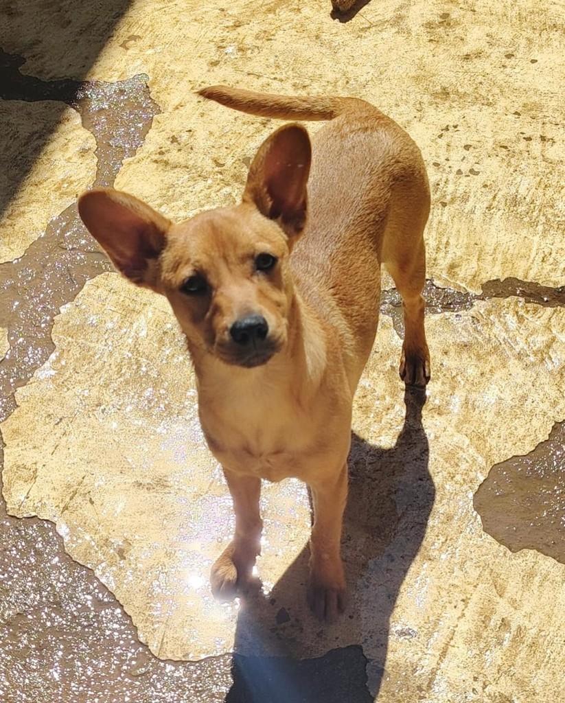 Cora, cadela de porte pequeno para adoção em Barueri - SP