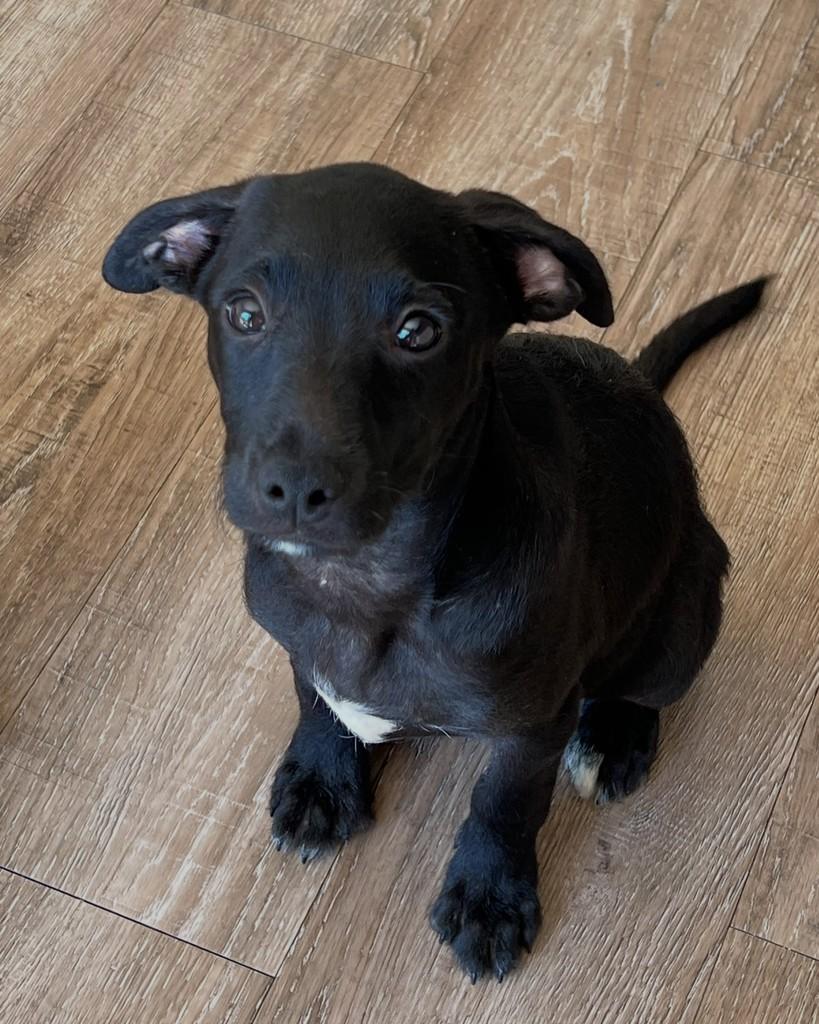 Lorenzo, cachorro de porte médio para adoção em Barueri - SP