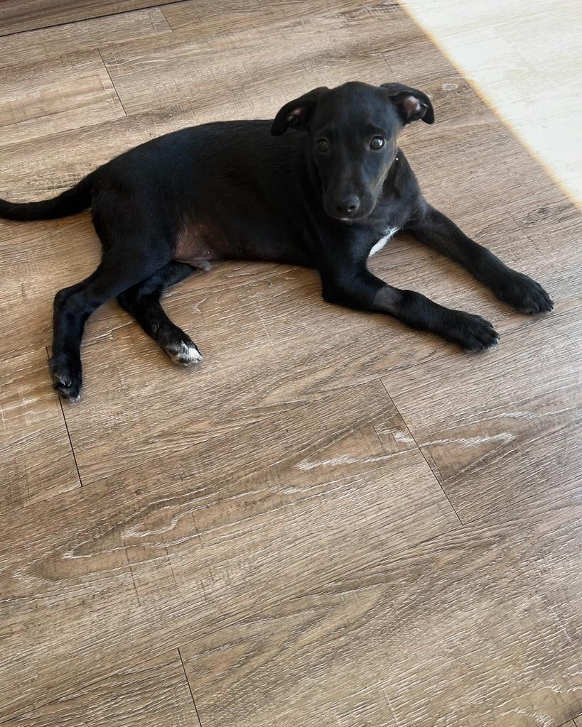 Lorenzo, cachorro de porte médio para adoção em Barueri - SP — foto 2 de 5