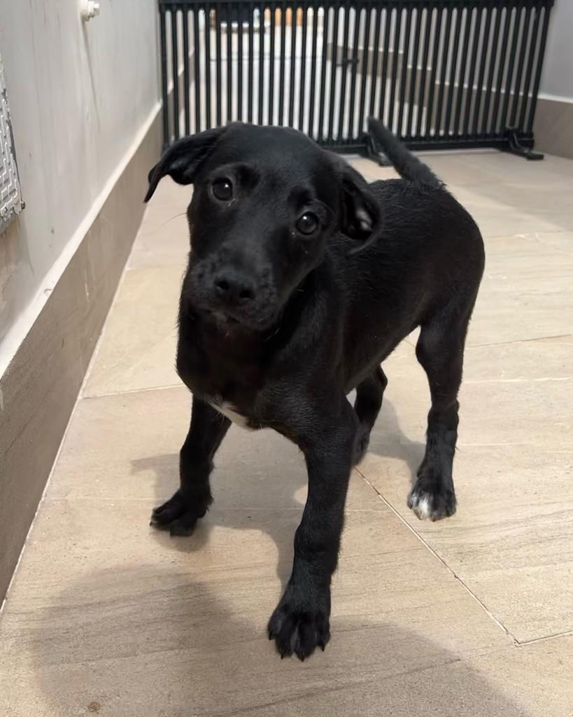 Lorenzo, cachorro de porte médio para adoção em Barueri - SP — foto 3 de 5