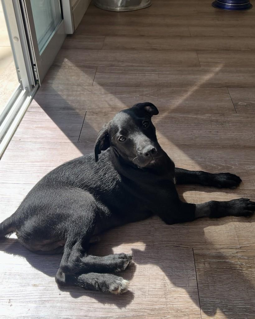 Lorenzo, cachorro de porte médio para adoção em Barueri - SP — foto 4 de 5