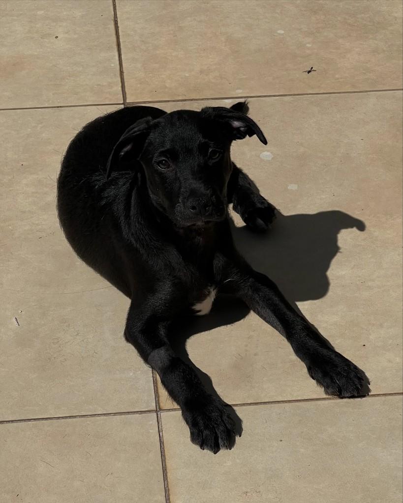 Lorenzo, cachorro de porte médio para adoção em Barueri - SP — foto 5 de 5