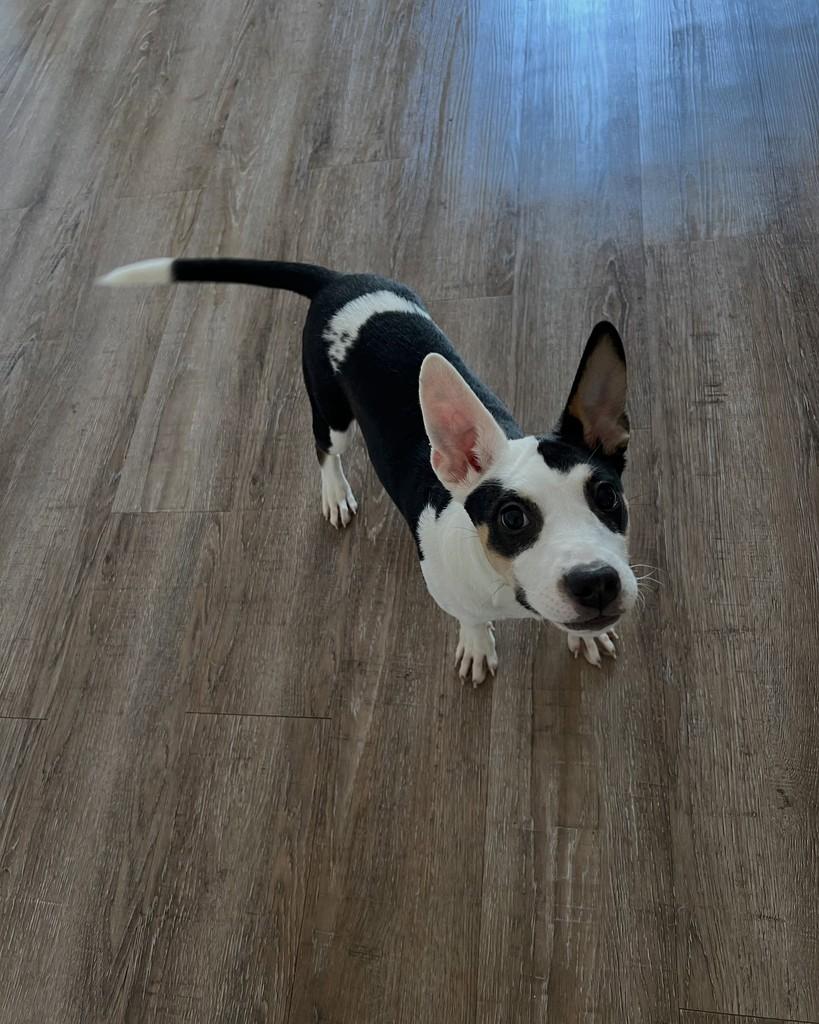 Matilda, cadela de porte pequeno para adoção em Barueri - SP — foto 2 de 9