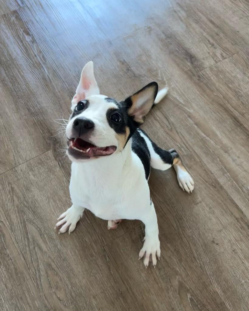 Matilda, cadela de porte pequeno para adoção em Barueri - SP — foto 3 de 9