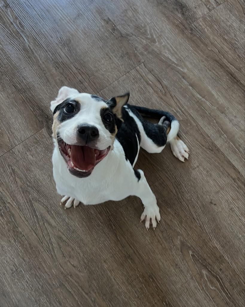 Matilda, cadela de porte pequeno para adoção em Barueri - SP — foto 4 de 9