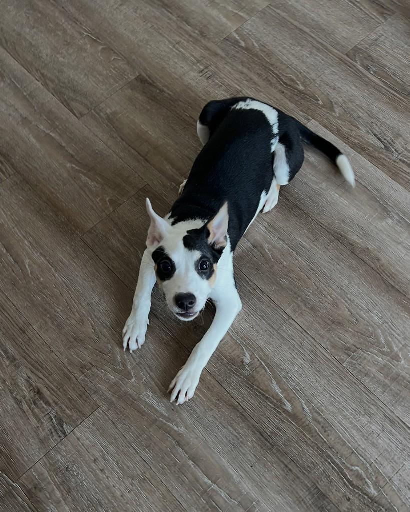 Matilda, cadela de porte pequeno para adoção em Barueri - SP — foto 5 de 9
