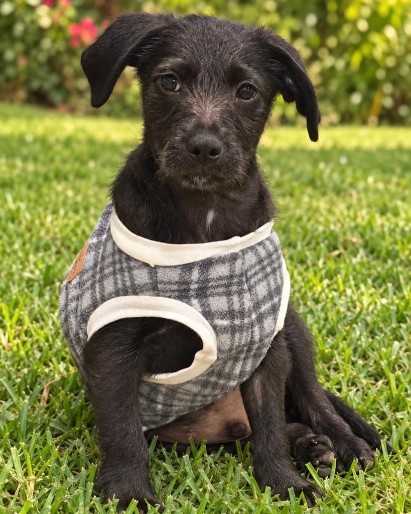 Enzo, cachorro de porte pequeno para adoção em Barueri - SP