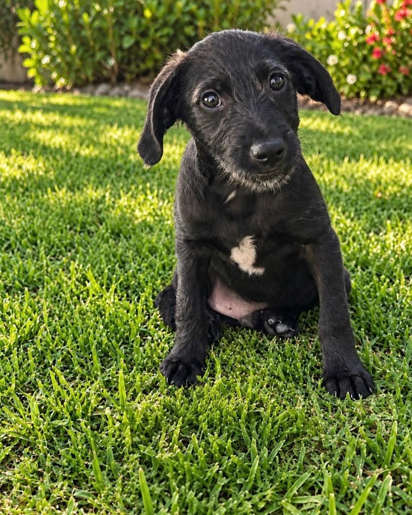 Enzo, cachorro de porte pequeno para adoção em Barueri - SP — foto 2 de 6
