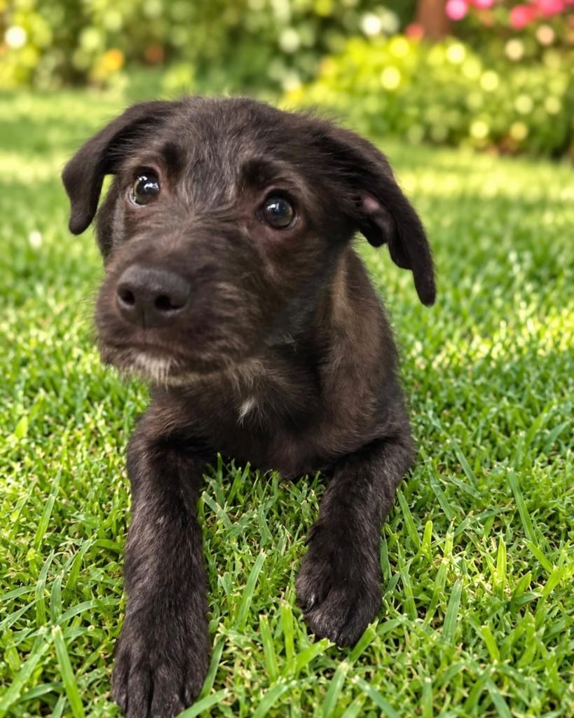 Enzo, cachorro de porte pequeno para adoção em Barueri - SP — foto 3 de 6