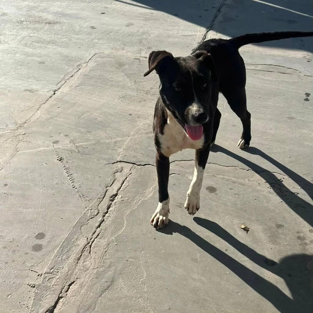 Bebezão, cachorro de porte médio para adoção em Tapes - RS