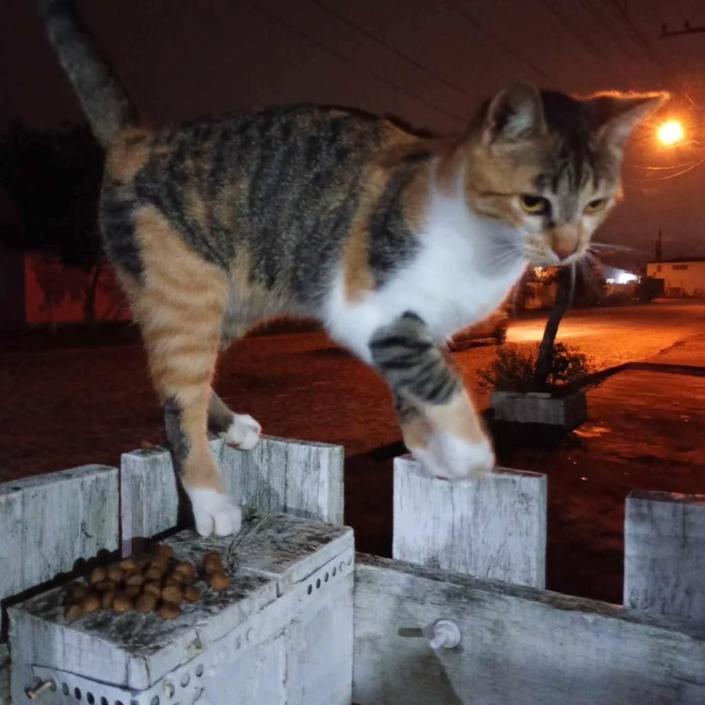 Linda, gata de porte médio para adoção em Tapes - RS