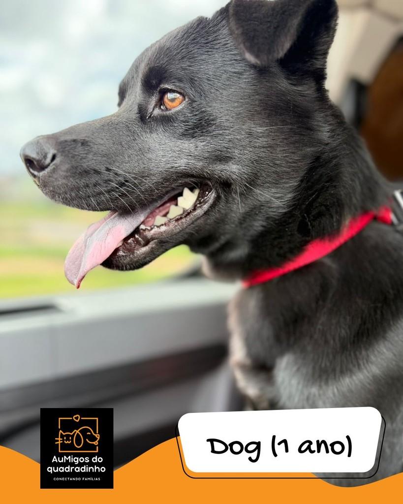 Dog, cachorro de porte médio para adoção em Brasília - DF