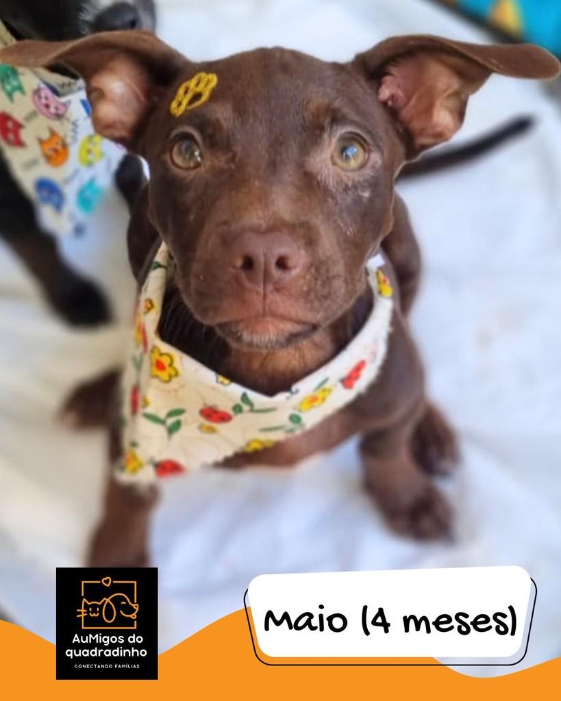Maio, cachorro de porte pequeno para adoção em Brasília - DF