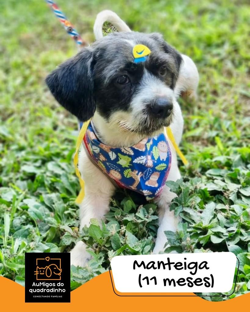 Manteiga, cachorro de porte pequeno para adoção em Brasília - DF