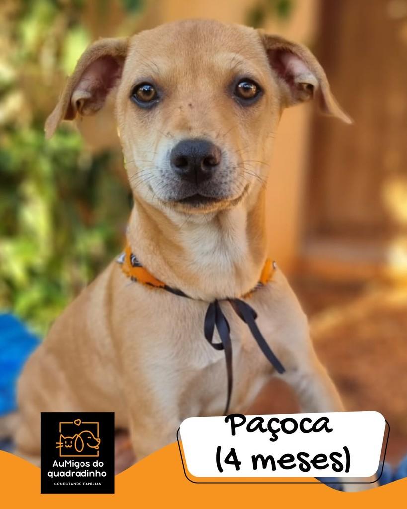 Paçoca, cadela de porte médio para adoção em Brasília - DF