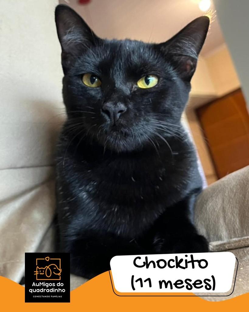 Shockito, gato para adoção em Brasília - DF