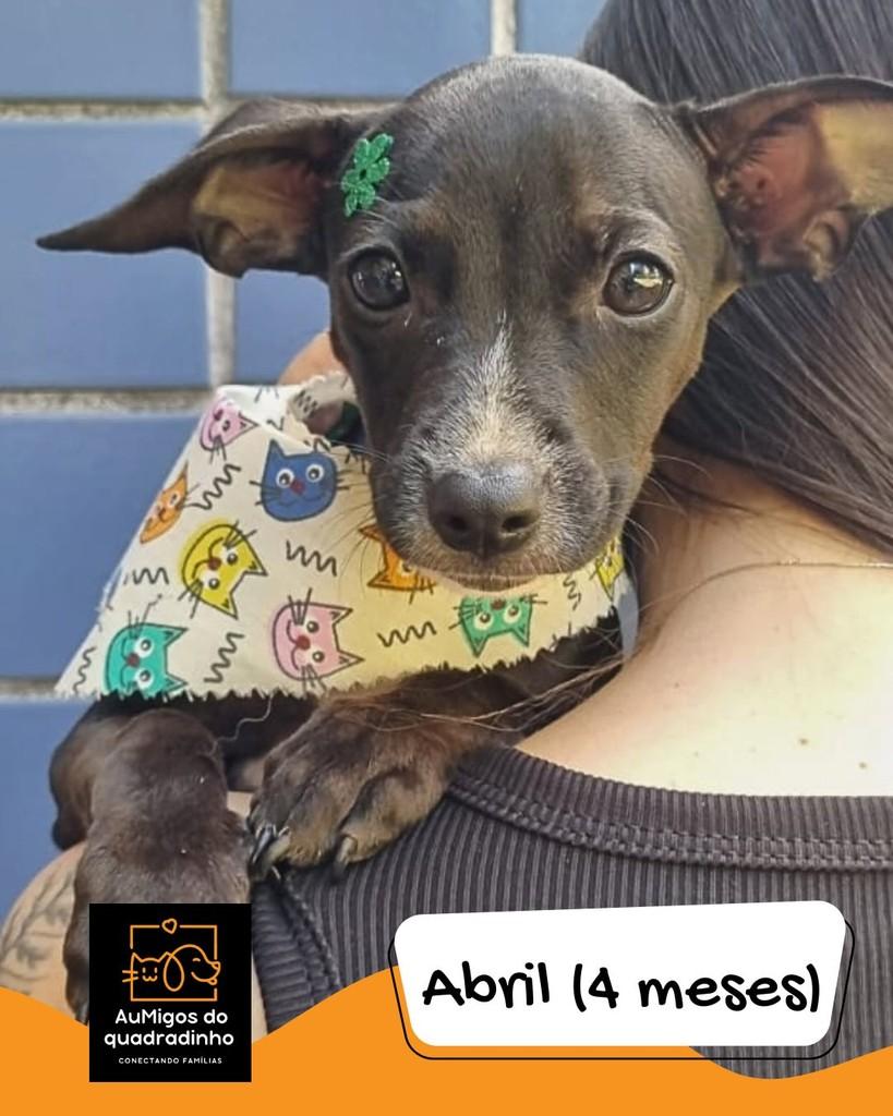 Abril, cadela de porte pequeno para adoção em Brasília - DF