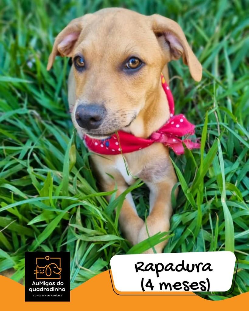 Rapadura, cachorro de porte médio para adoção em Brasília - DF