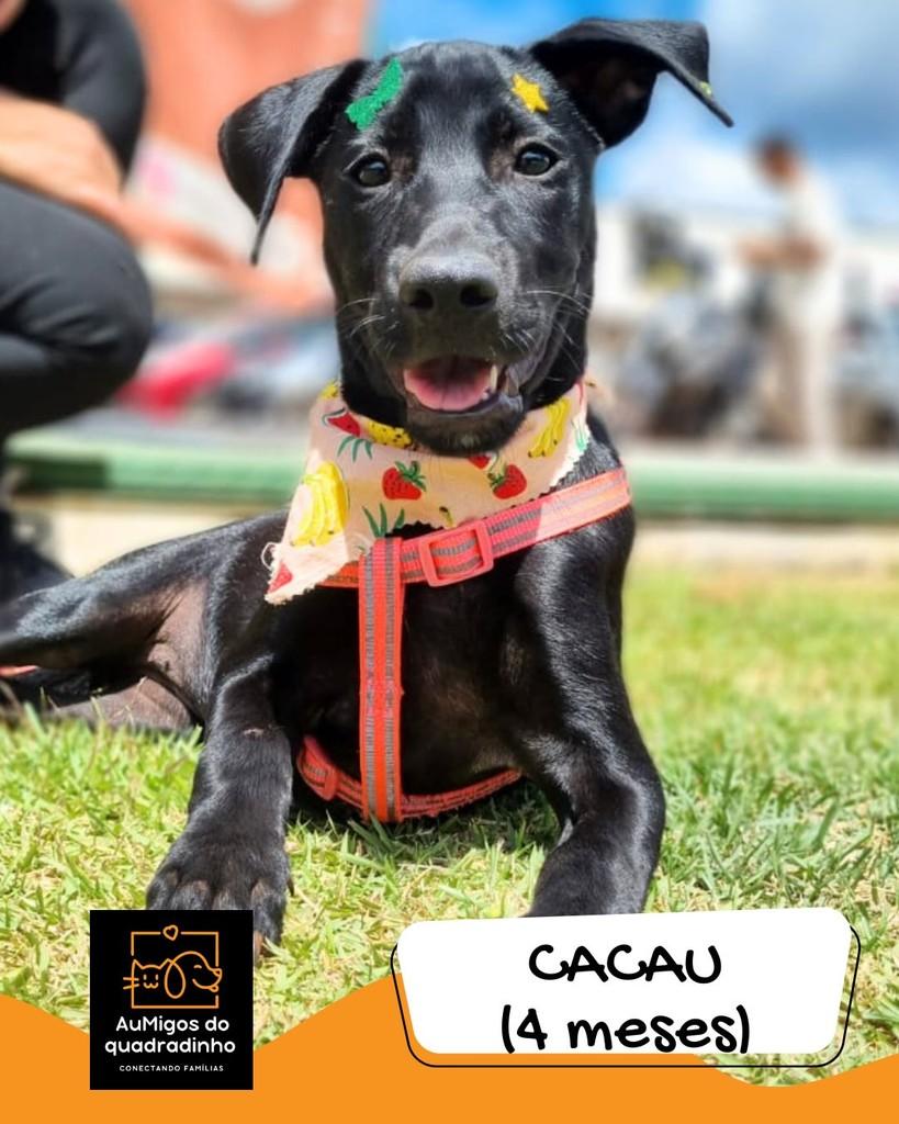 Cacau, cadela de porte médio para adoção em Brasília - DF