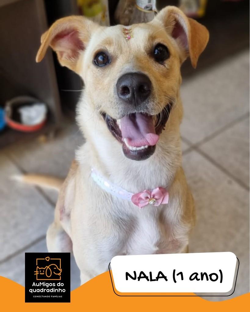 Nala, cadela de porte médio para adoção em Brasília - DF
