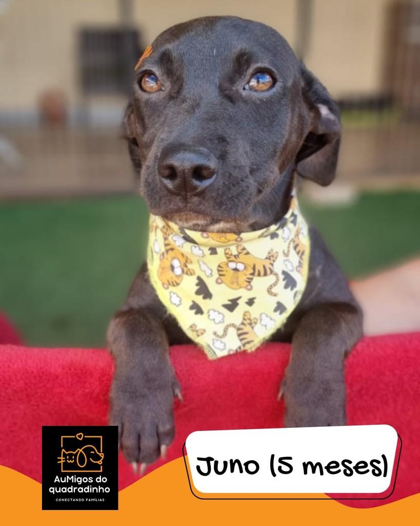 Juno, cadela de porte pequeno para adoção em Brasília - DF
