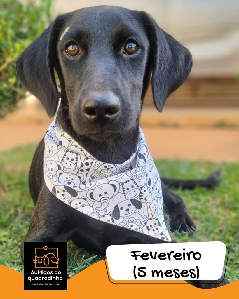 Fevereiro, cadela de porte médio para adoção em Brasília - DF
