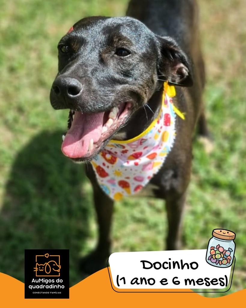 Docinho, cadela de porte pequeno para adoção em Brasília - DF