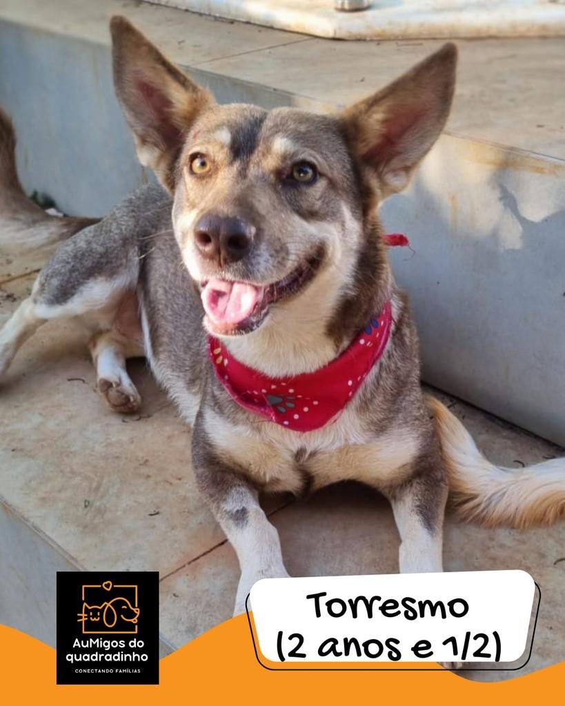 Torresmo, cadela de porte pequeno para adoção em Brasília - DF