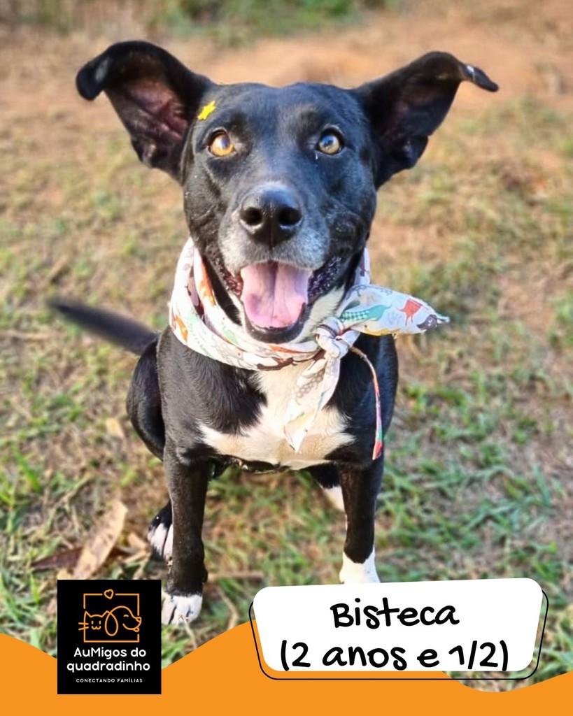 Bisteca, cadela de porte médio para adoção em Brasília - DF