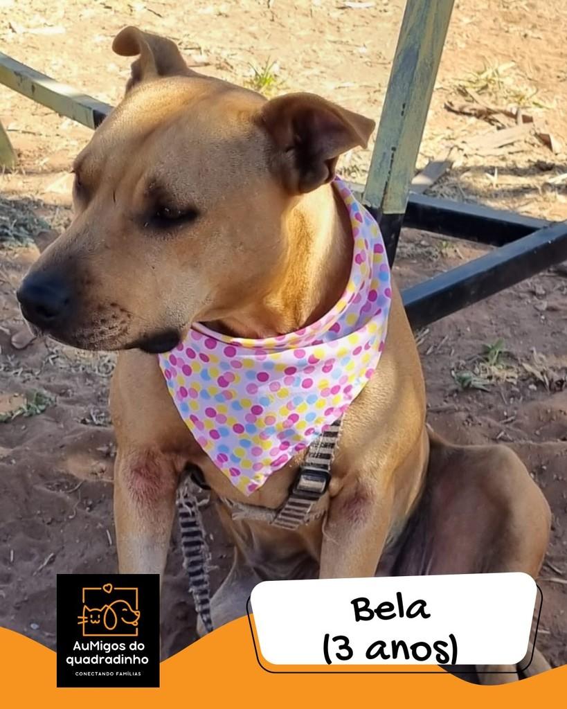 Bella, cadela de porte médio para adoção em Brasília - DF