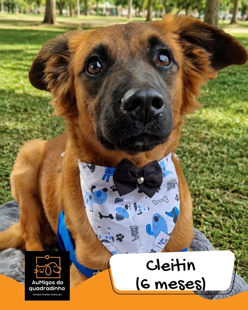 Claitin, cachorro de porte pequeno para adoção em Brasília - DF