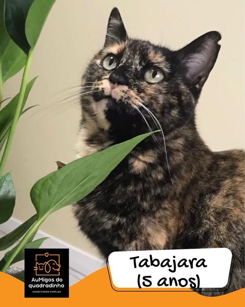 Tabajara, gata para adoção em Brasília - DF